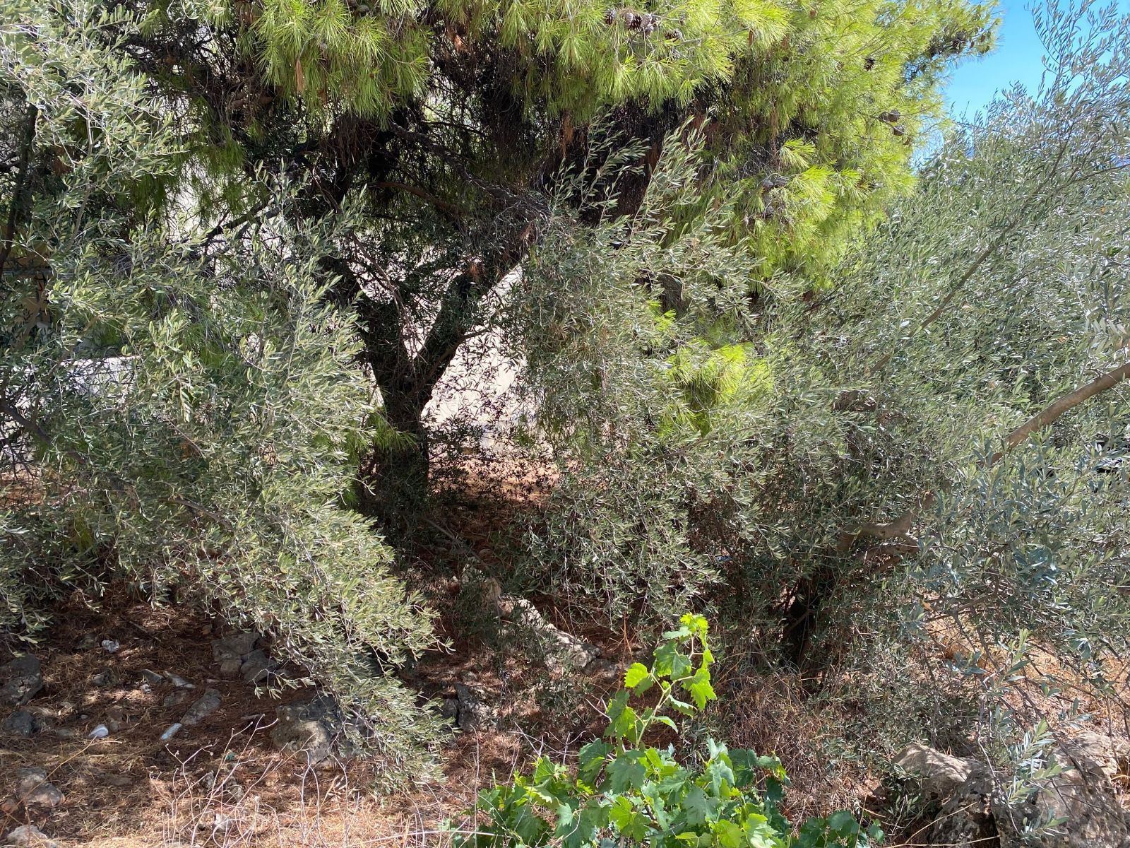 607 m² Plot