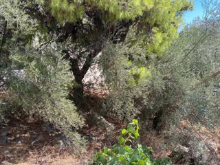 607 m² Plot