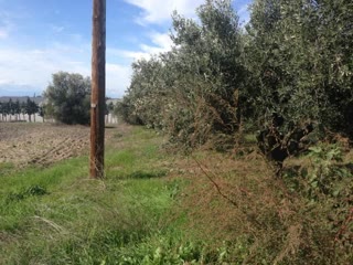 4200 m² Parcel