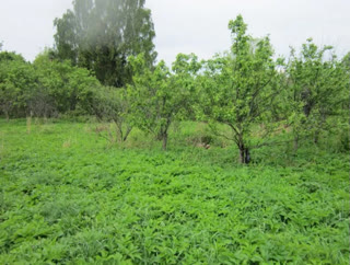 Derhachi for sale house center