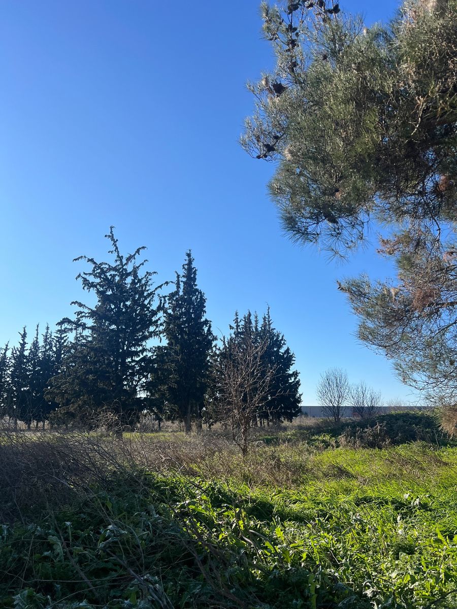 Αγροτεμάχιο 36071 τ.μ.