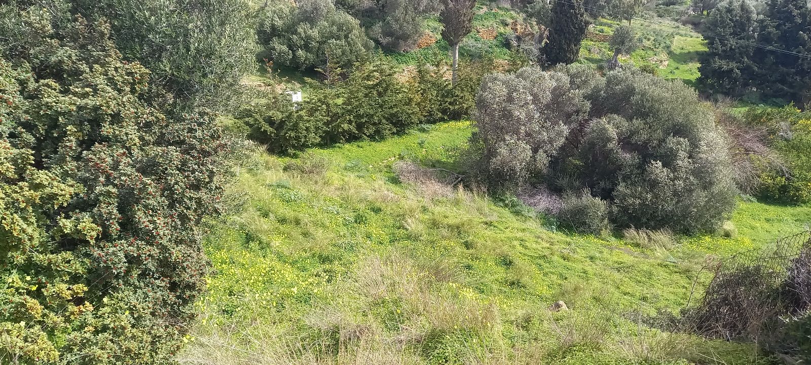 Οικόπεδο 2617 τ.μ.