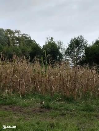 Land For Sale. Anaklia