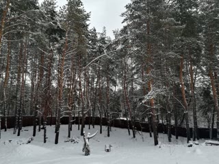 Продам будинок в сосновому лісі