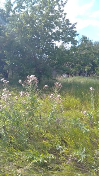 Plot 12 acres