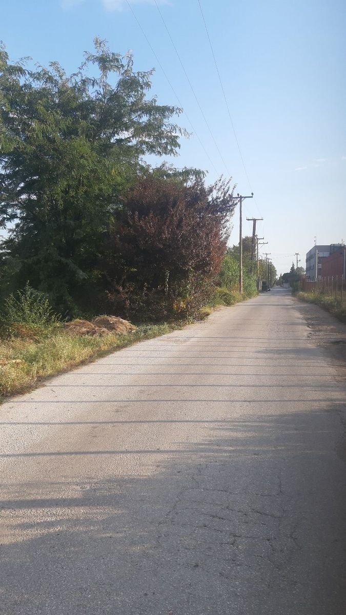 Αγροτεμάχιο 11250 τ.μ.