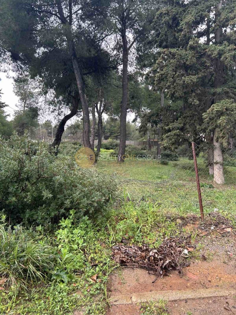 Οικόπεδο 6400 τ.μ.