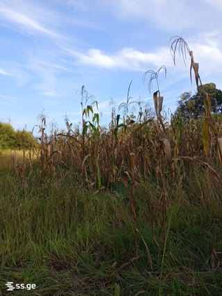 Land For Sale. Anaklia