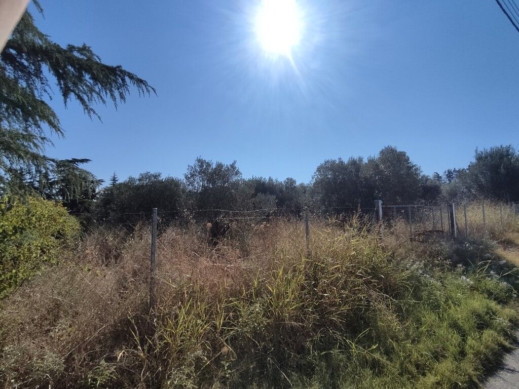 Οικόπεδο 1561 τ.μ.