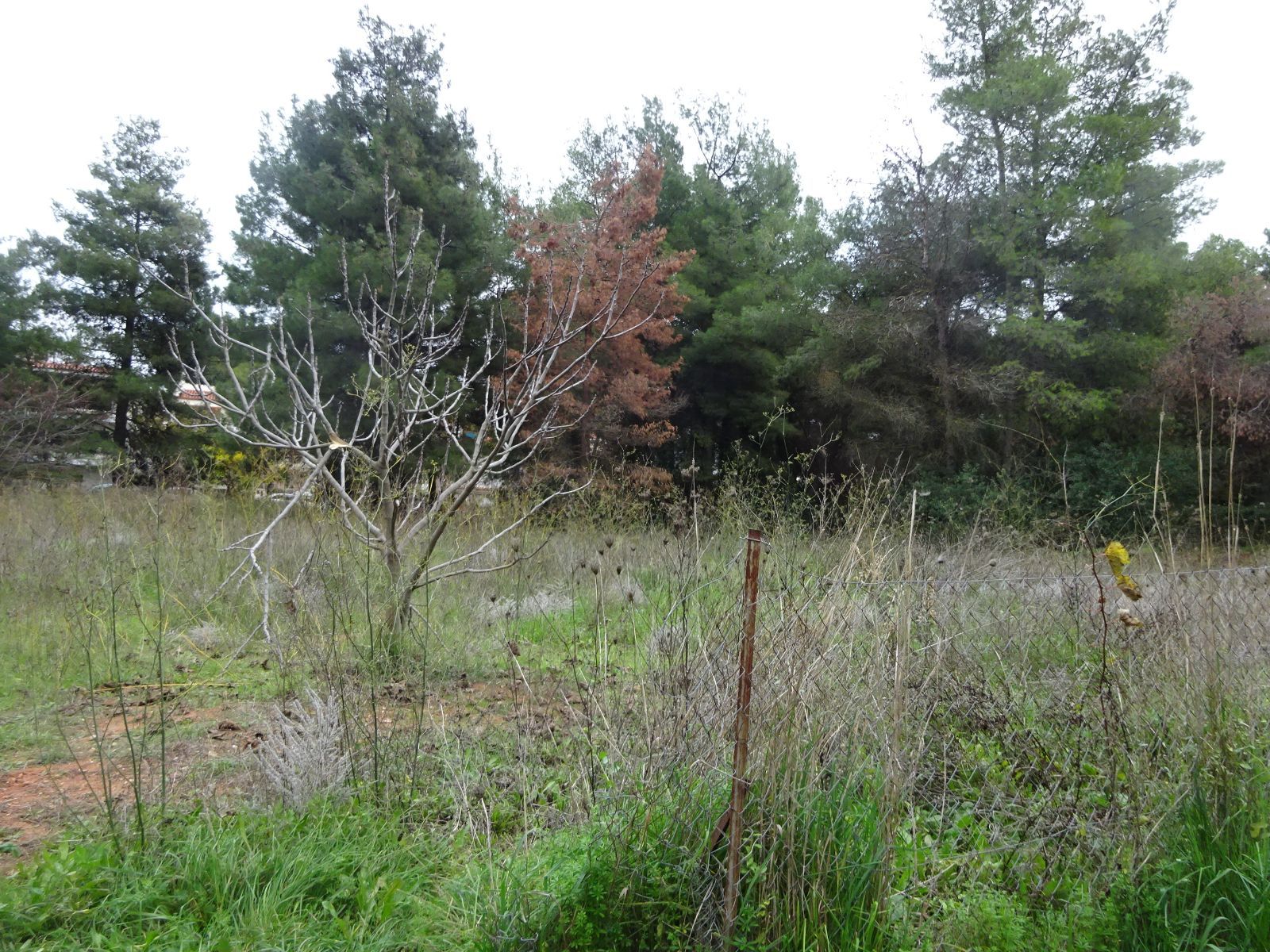 7000 m² Plot