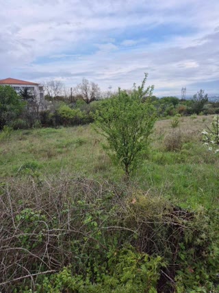7000 m² Parcel
