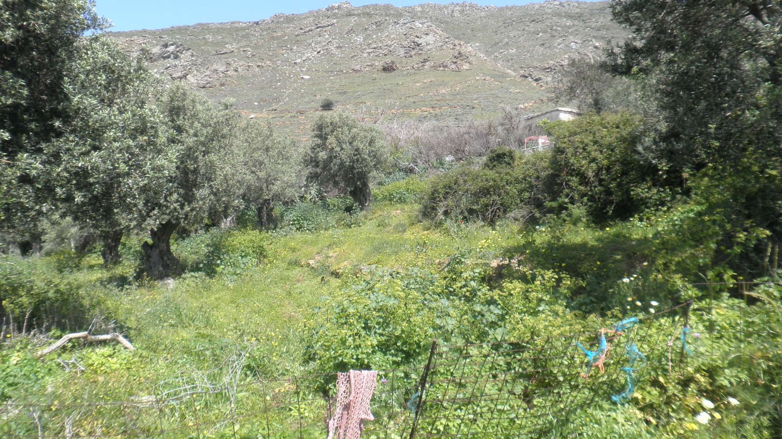 Οικόπεδο 2700τ.μ.