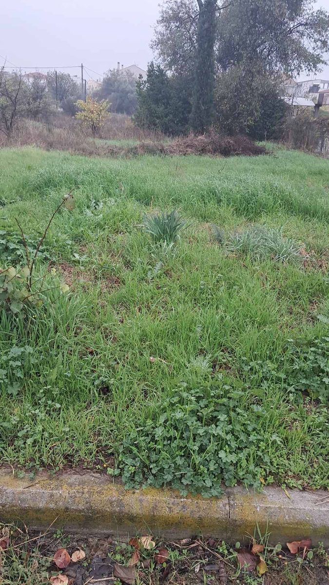 100 m² Plot