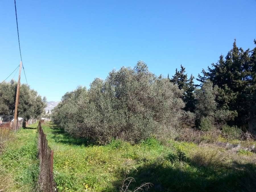 Οικόπεδο 1360 τ.μ.