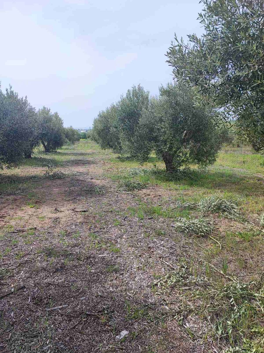 10000 m² Parcel