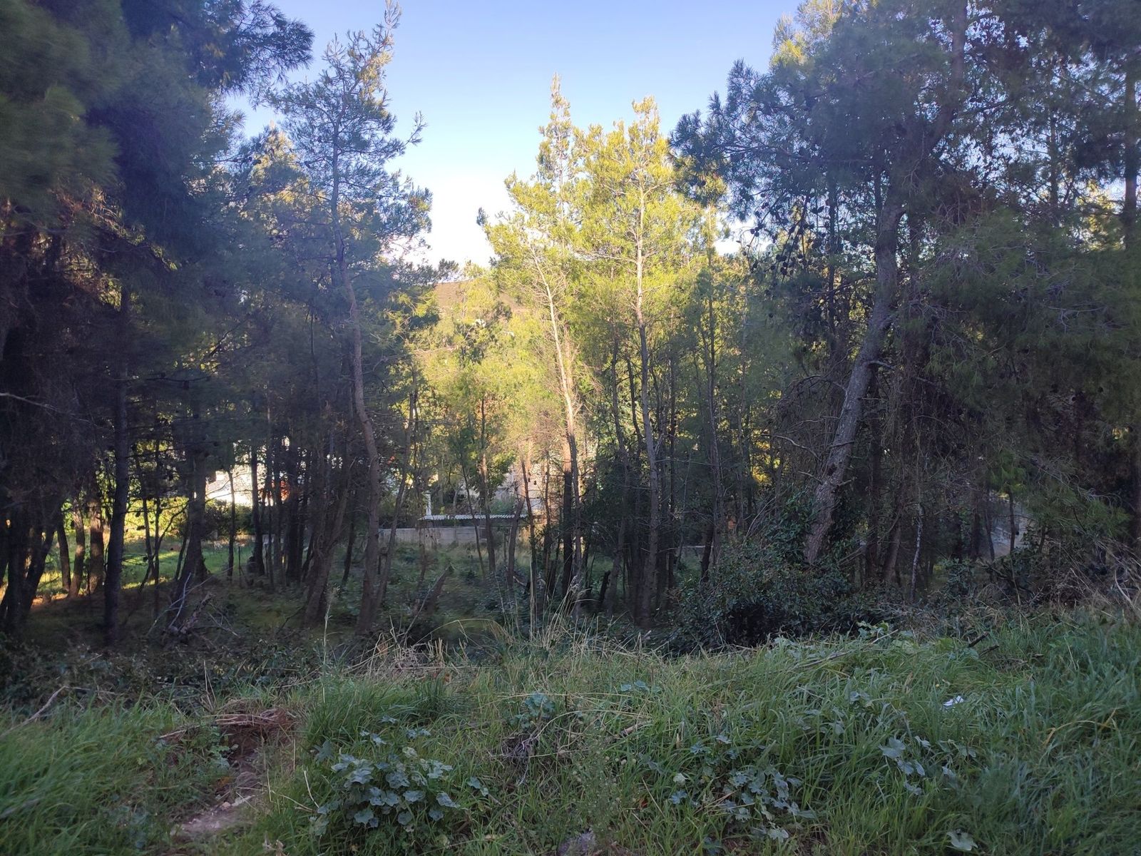 Οικόπεδο 1600 τ.μ.