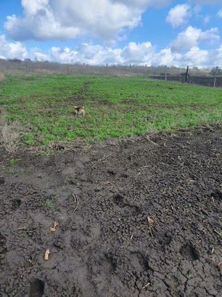 For sale a plot for construction in the village of Cherkaska Lozova id_43451954