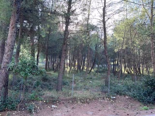 Участок 800 м²