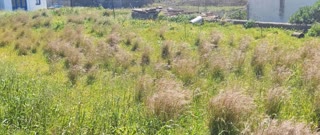 270 m² Plot