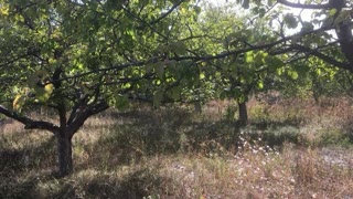 продам дачний участок, с/т парус, Старий Салтів  id_43449409