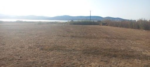 Αγροτεμάχιο 5000τ.μ.