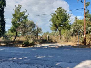 8094 m² Parcel