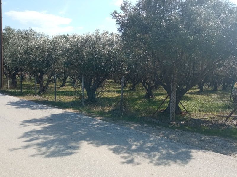 445 m² Plot