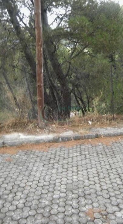 Οικόπεδο 1.072 τ.μ.