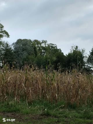 Land For Sale. Anaklia