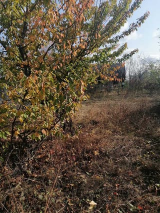 For sale land plot 15 acres Tsyrkuny