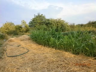 Продам дачну ділянку з вагончиком
