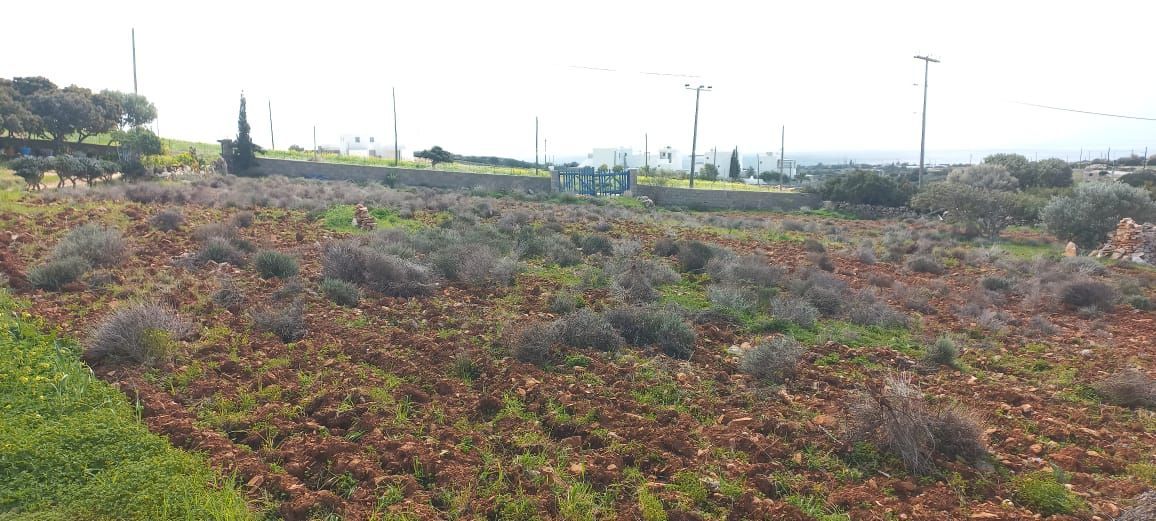 1000 m² Plot