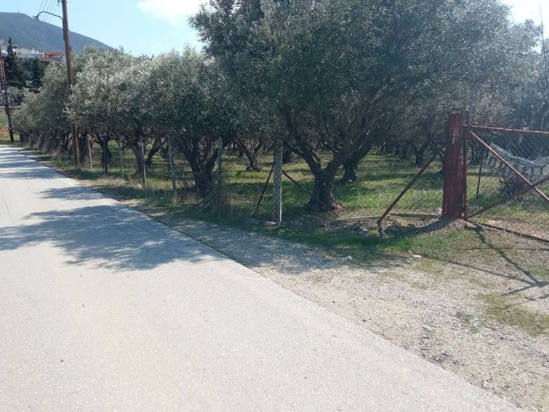 Οικόπεδο 1600τ.μ.