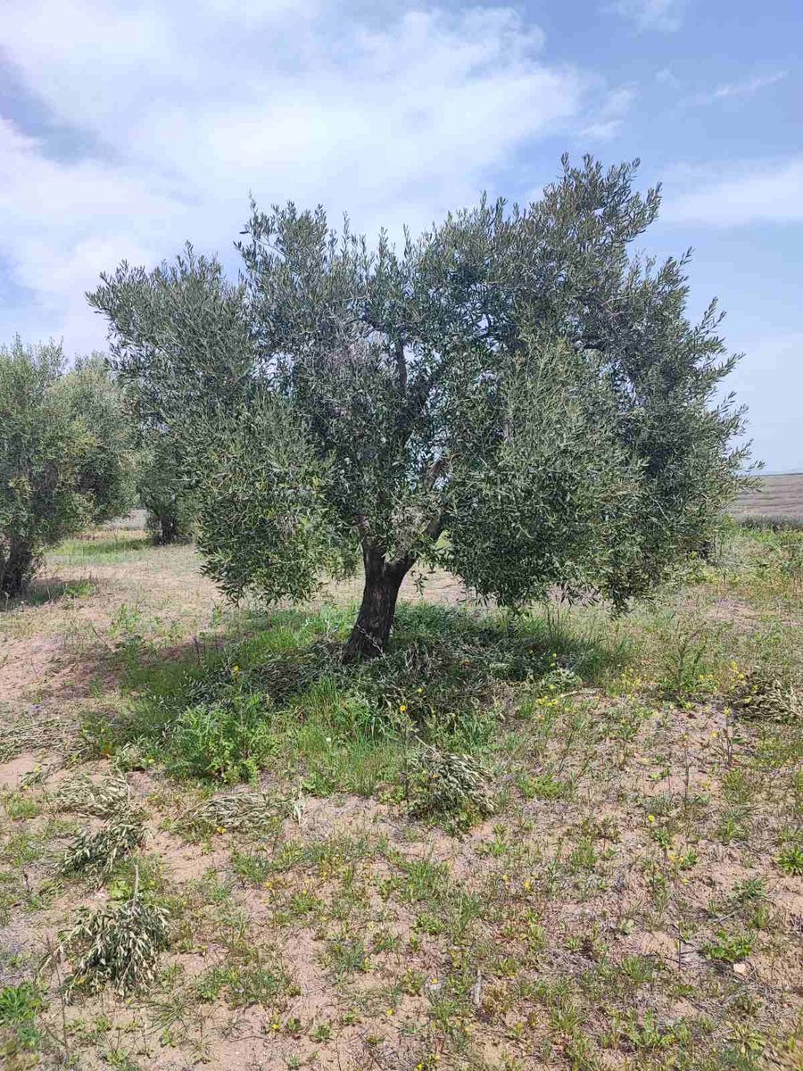 10000 m² Parcel