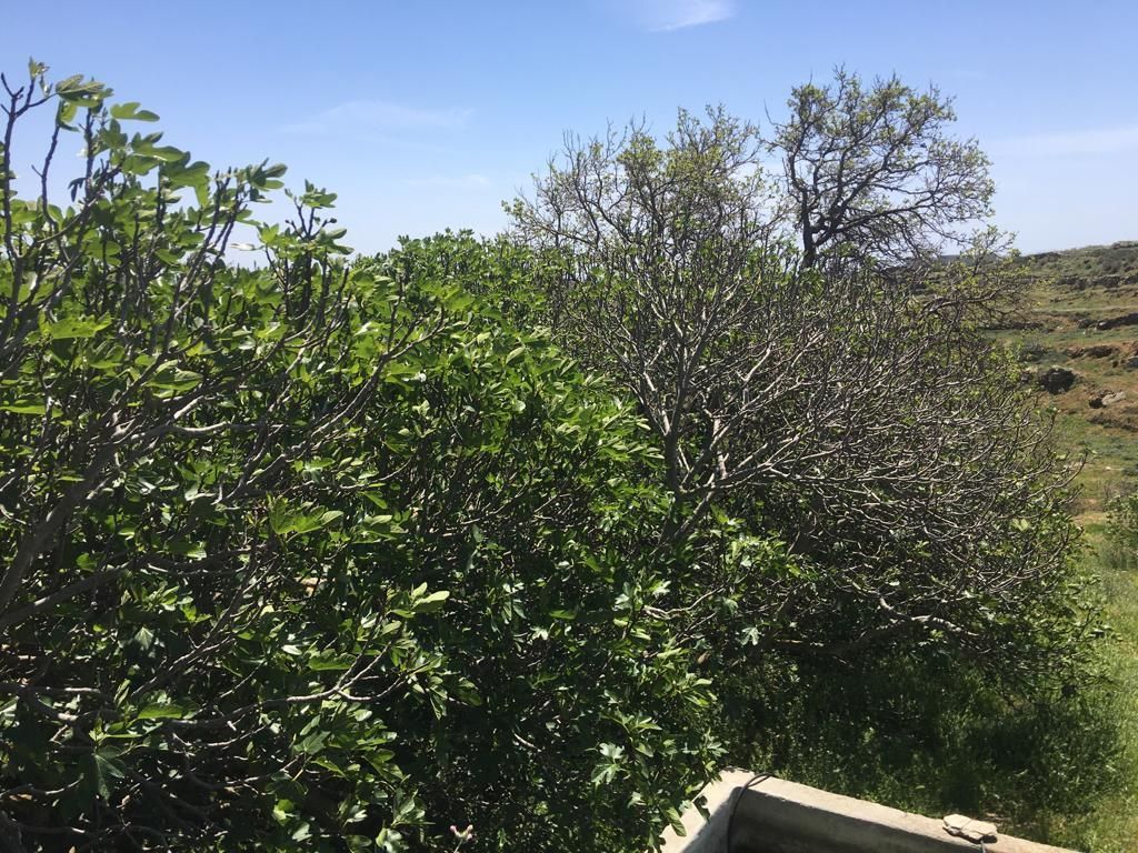 15978 m² Parcel