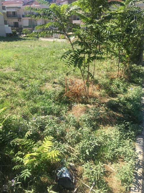 1750 m² Plot