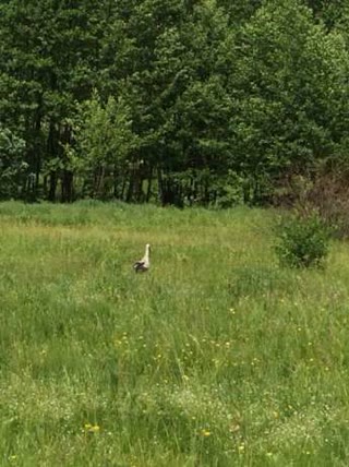 Dacha plot 12 acres, Staryi Saltiv