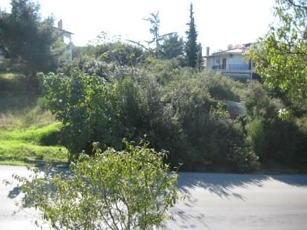 1000 m² Plot