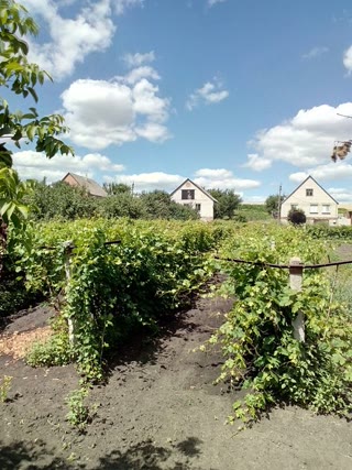 Участок під застройку с виноградником и фруктовым садом