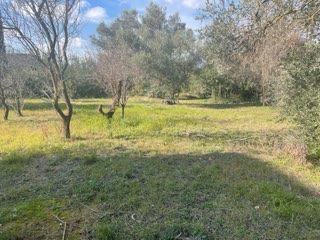 1000 m² Plot