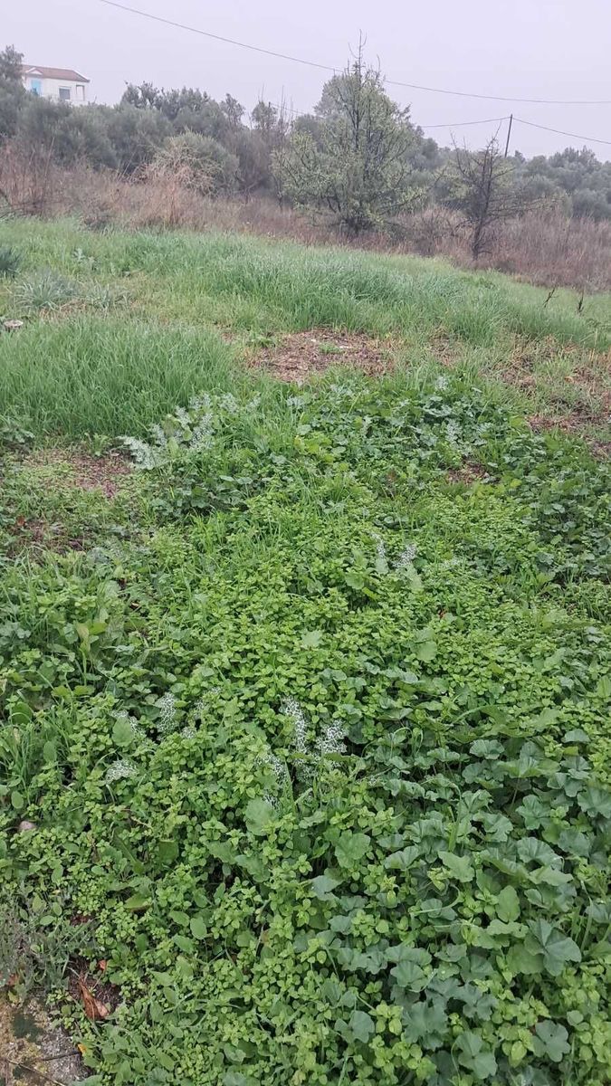 100 m² Plot
