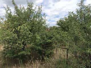 Dacha Plot