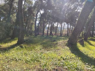 1588 m² Plot