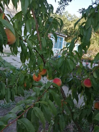 Продам дачу в Старому Салтові Печенізьке водосховище