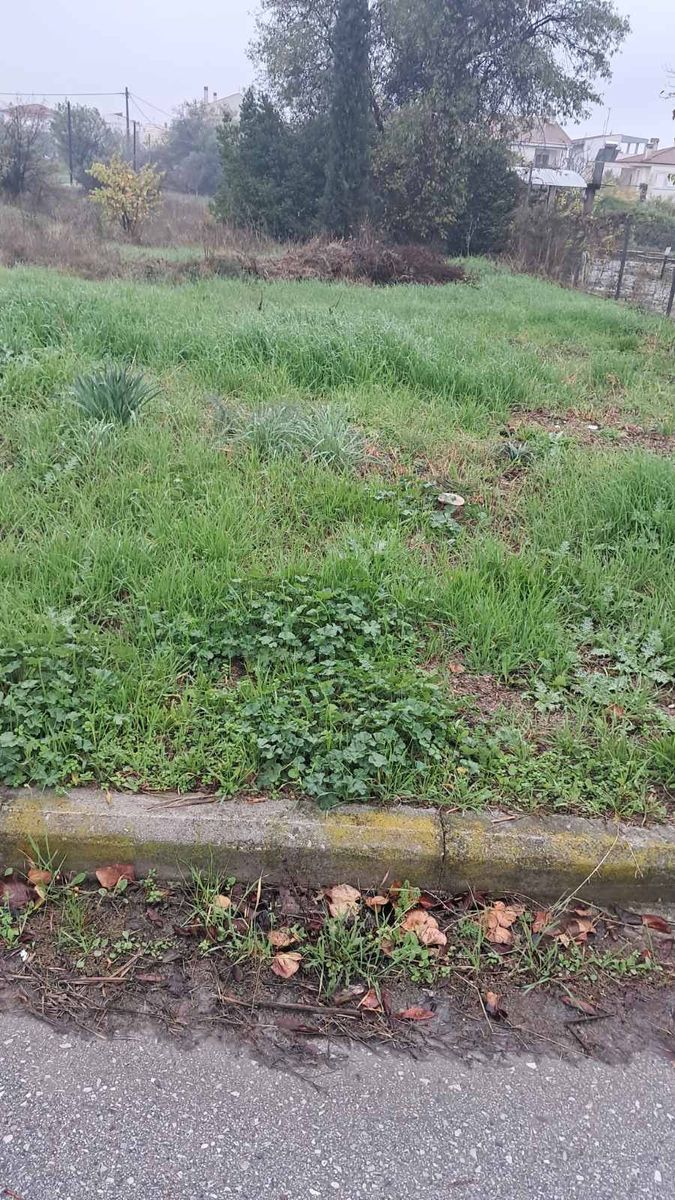 100 m² Plot