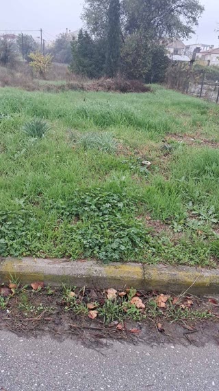 100 m² Plot