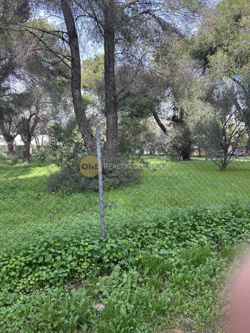 Οικόπεδο 1500 τ.μ.
