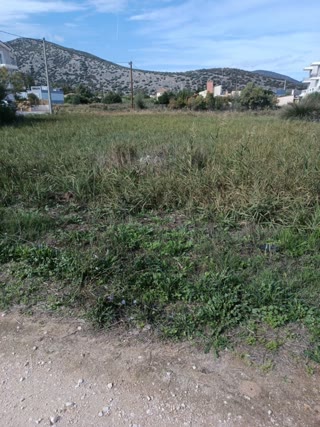 Οικόπεδο 700 τ.μ.