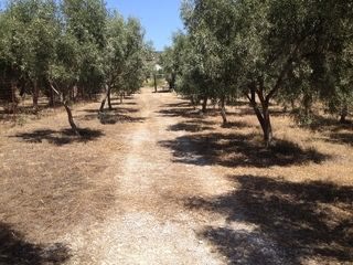 Αγροτεμάχιο 1380 τ.μ.
