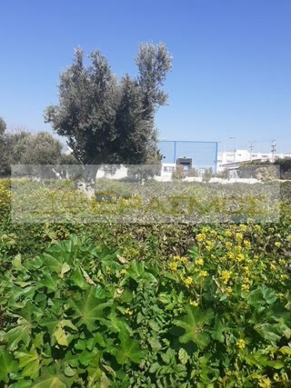 Αγροτεμάχιο 1090 τ.μ.